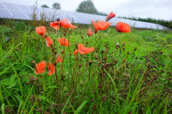 Solar farm project will boost wildlife and could cut residents’ bills