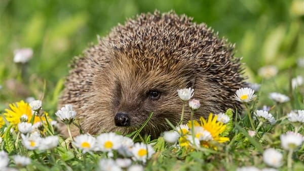 University of Brighton students and staff take action to protect UK’s endangered hedgehogs