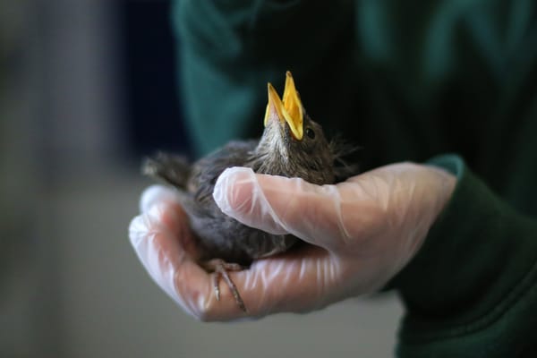 Solar ‘no-brainer’ says wildlife hospital saving £3,000 and counting on energy bills