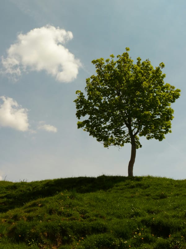 Free trees available for planting projects in Chichester district